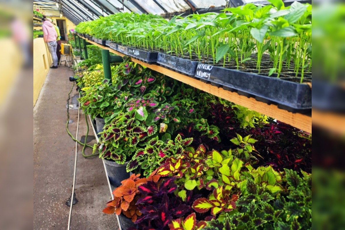 FOTO: Humenné rozkvitne, 70-tisíc kvetín už čaká na nových majiteľov, foto 5