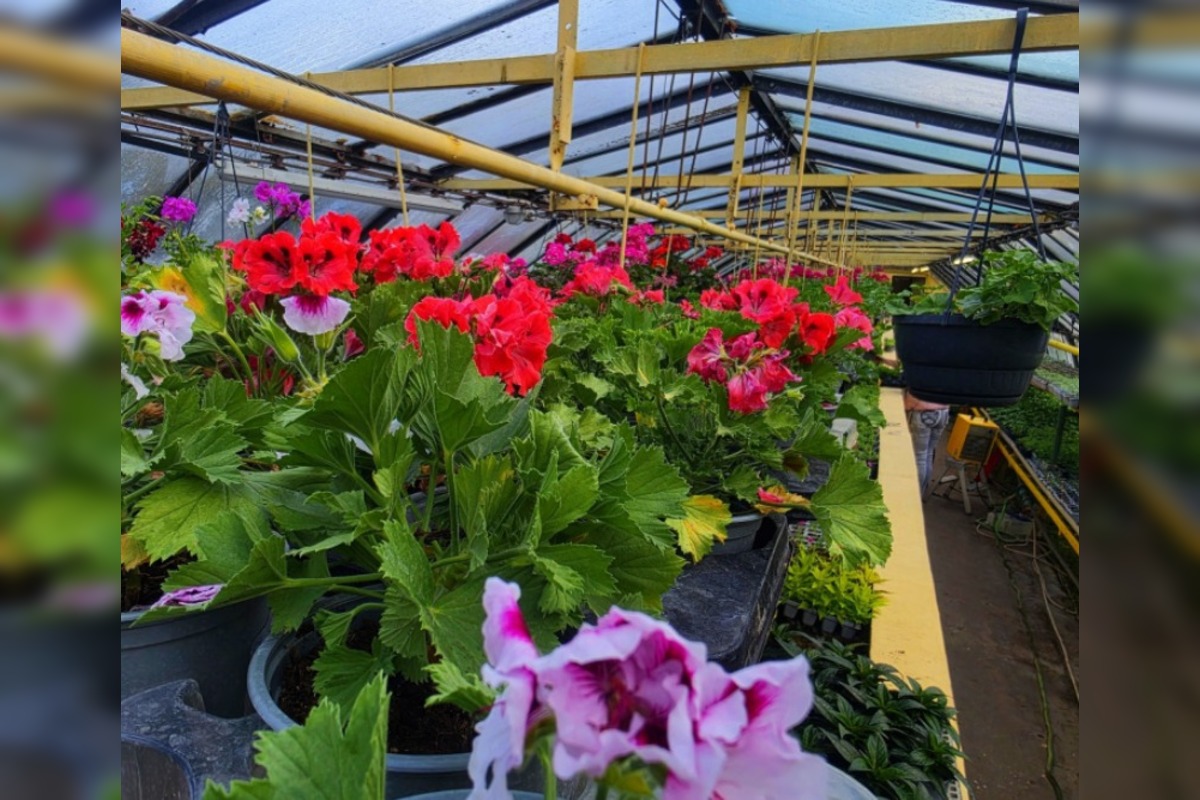 FOTO: Humenné rozkvitne, 70-tisíc kvetín už čaká na nových majiteľov, foto 6