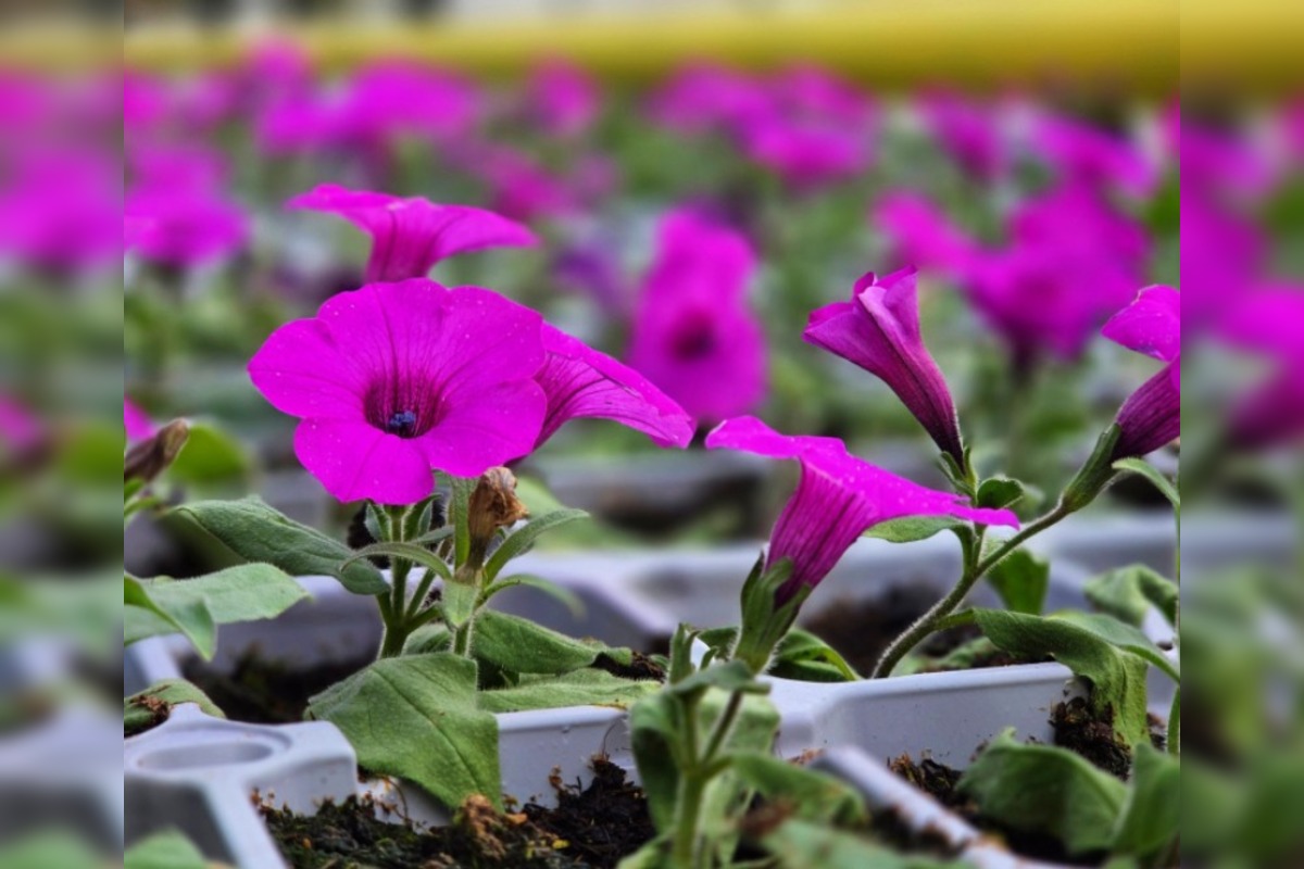 FOTO: Humenné rozkvitne, 70-tisíc kvetín už čaká na nových majiteľov, foto 7