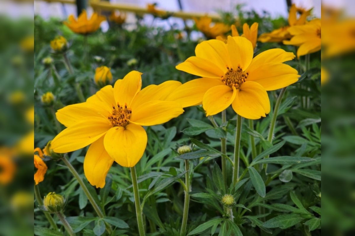 FOTO: Humenné rozkvitne, 70-tisíc kvetín už čaká na nových majiteľov, foto 8