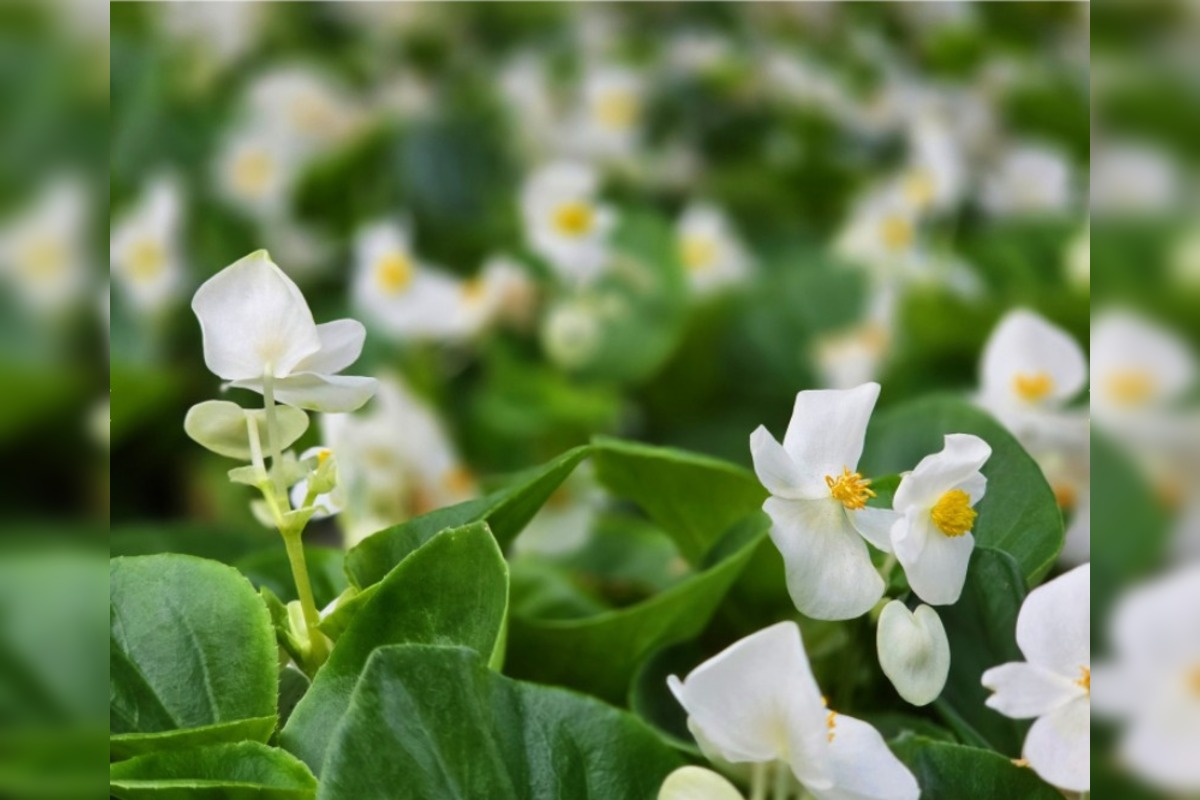 FOTO: Humenné rozkvitne, 70-tisíc kvetín už čaká na nových majiteľov, foto 9