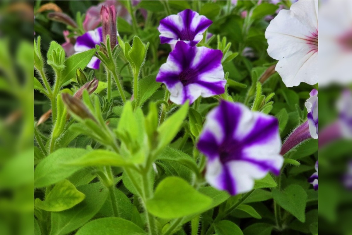 FOTO: Humenné rozkvitne, 70-tisíc kvetín už čaká na nových majiteľov, foto 10