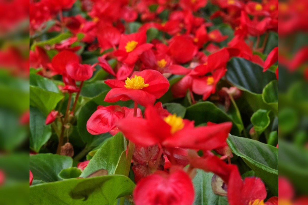 FOTO: Humenné rozkvitne, 70-tisíc kvetín už čaká na nových majiteľov, foto 11