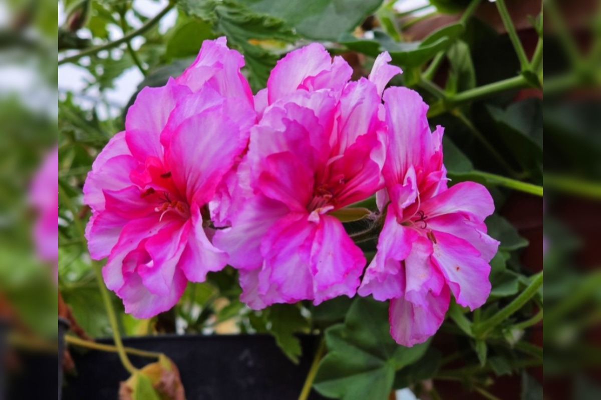 FOTO: Humenné rozkvitne, 70-tisíc kvetín už čaká na nových majiteľov, foto 12