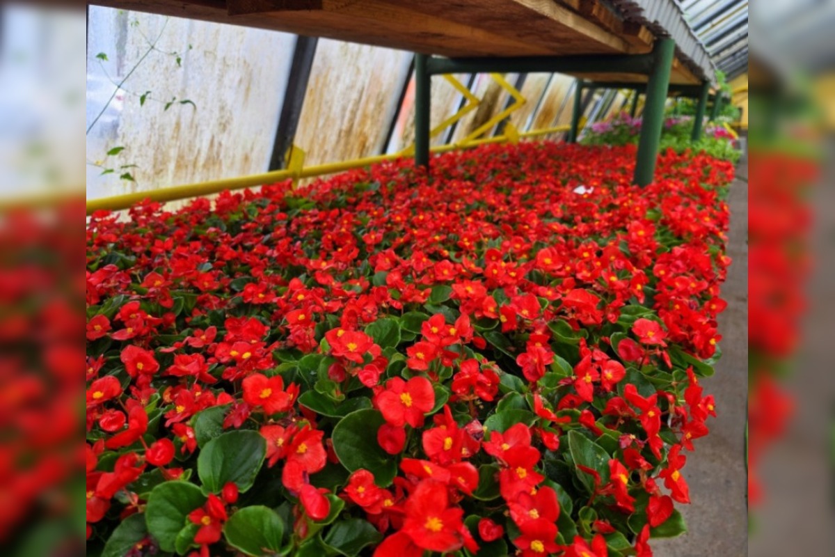 FOTO: Humenné rozkvitne, 70-tisíc kvetín už čaká na nových majiteľov, foto 13