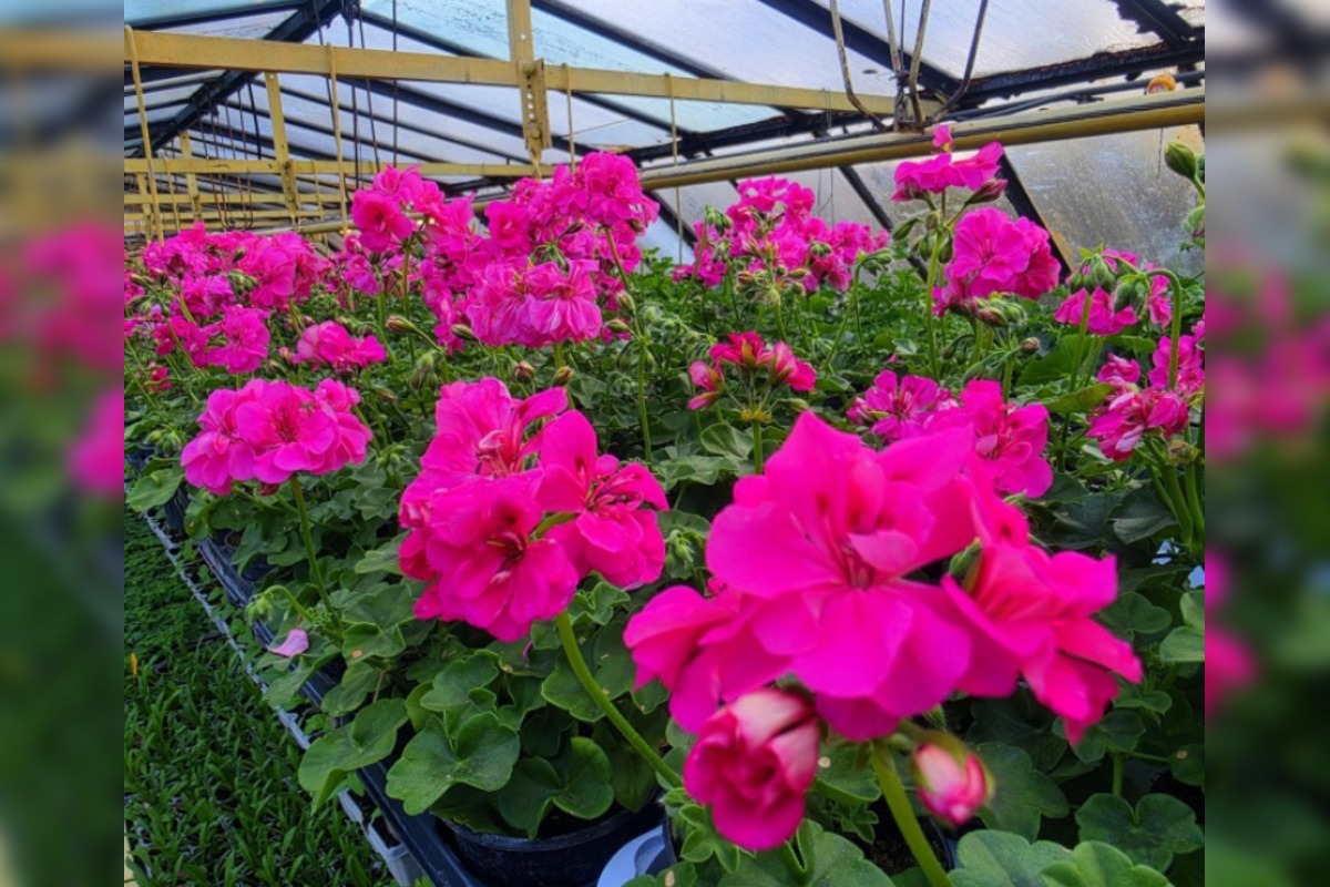 FOTO: Humenné rozkvitne, 70-tisíc kvetín už čaká na nových majiteľov, foto 14