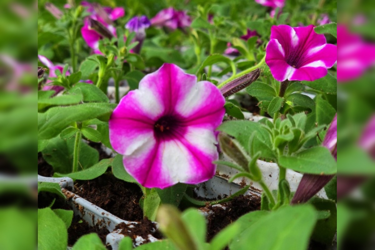 FOTO: Humenné rozkvitne, 70-tisíc kvetín už čaká na nových majiteľov, foto 15