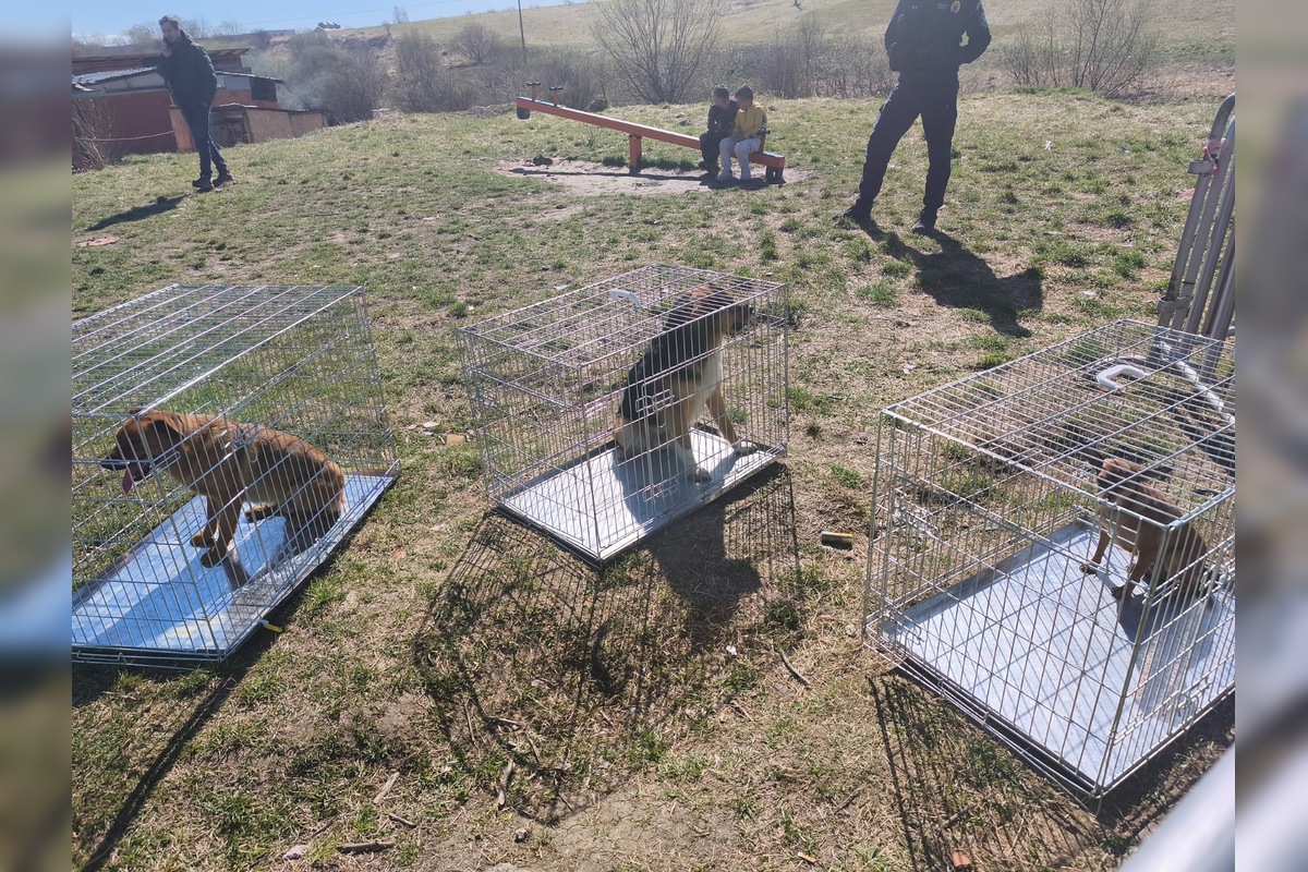 FOTO: V ďalších osadách na východe Slovenska prebehla kastrácia psov, foto 1