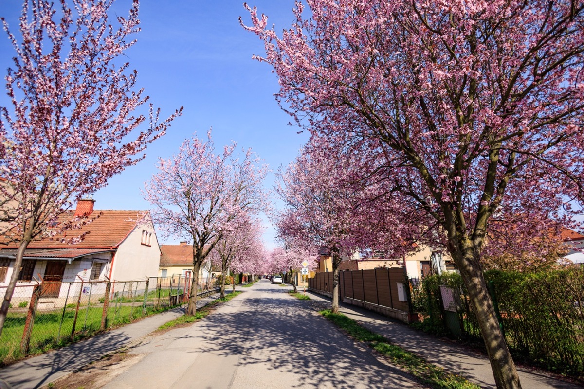 FOTO: Gorkého ulica v Prešove opäť pripomína rozprávku, foto 2