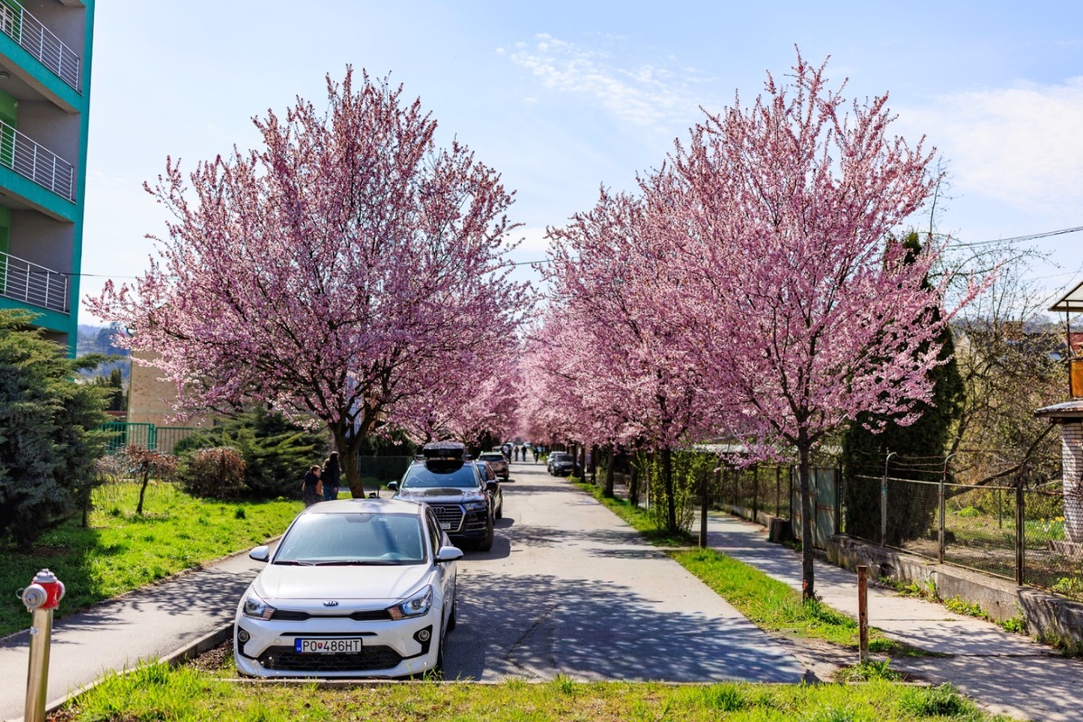 FOTO: Gorkého ulica v Prešove opäť pripomína rozprávku, foto 4