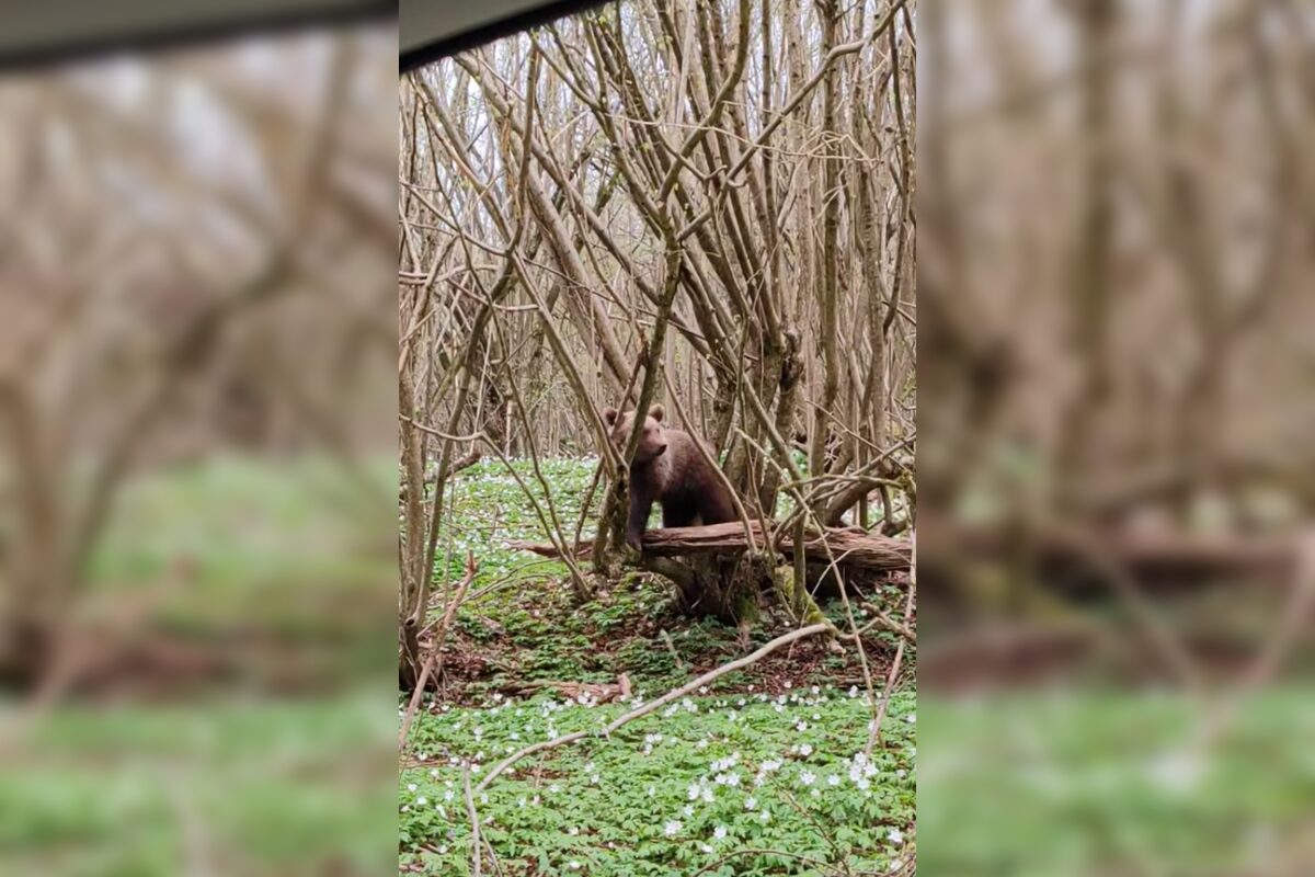 FOTO: Neďaleko Stakčína spozoroval vodič medveďa, pohyboval sa hneď vedľa cesty, foto 1