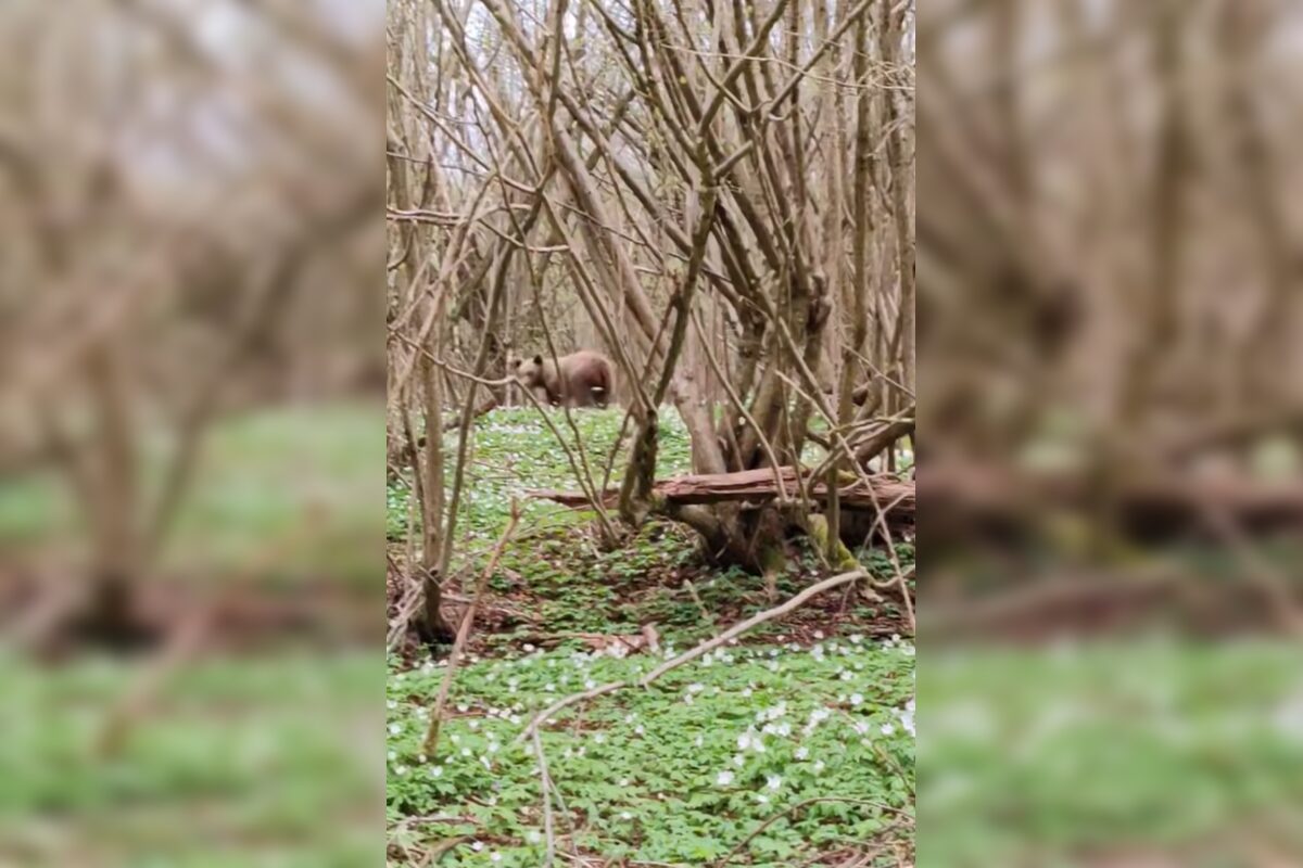 FOTO: Neďaleko Stakčína spozoroval vodič medveďa, pohyboval sa hneď vedľa cesty, foto 2