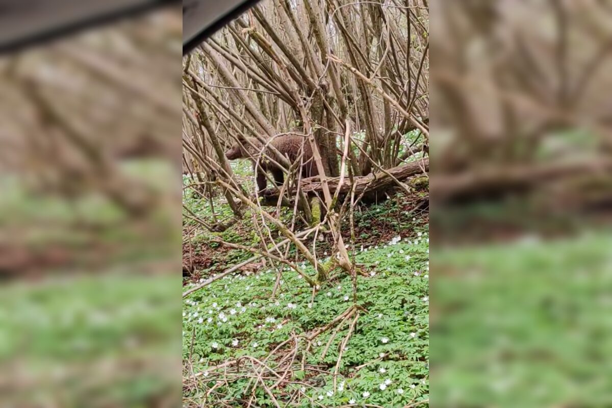 FOTO: Neďaleko Stakčína spozoroval vodič medveďa, pohyboval sa hneď vedľa cesty, foto 3