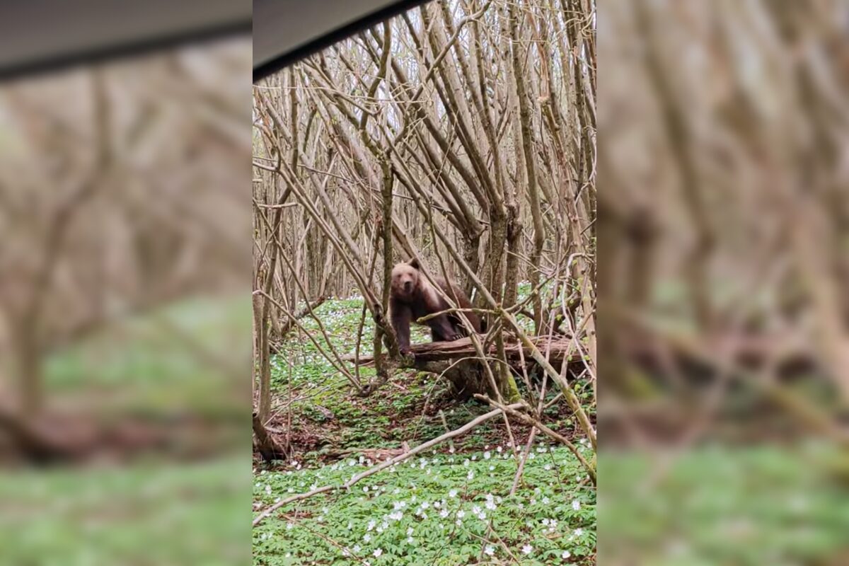 FOTO: Neďaleko Stakčína spozoroval vodič medveďa, pohyboval sa hneď vedľa cesty, foto 4