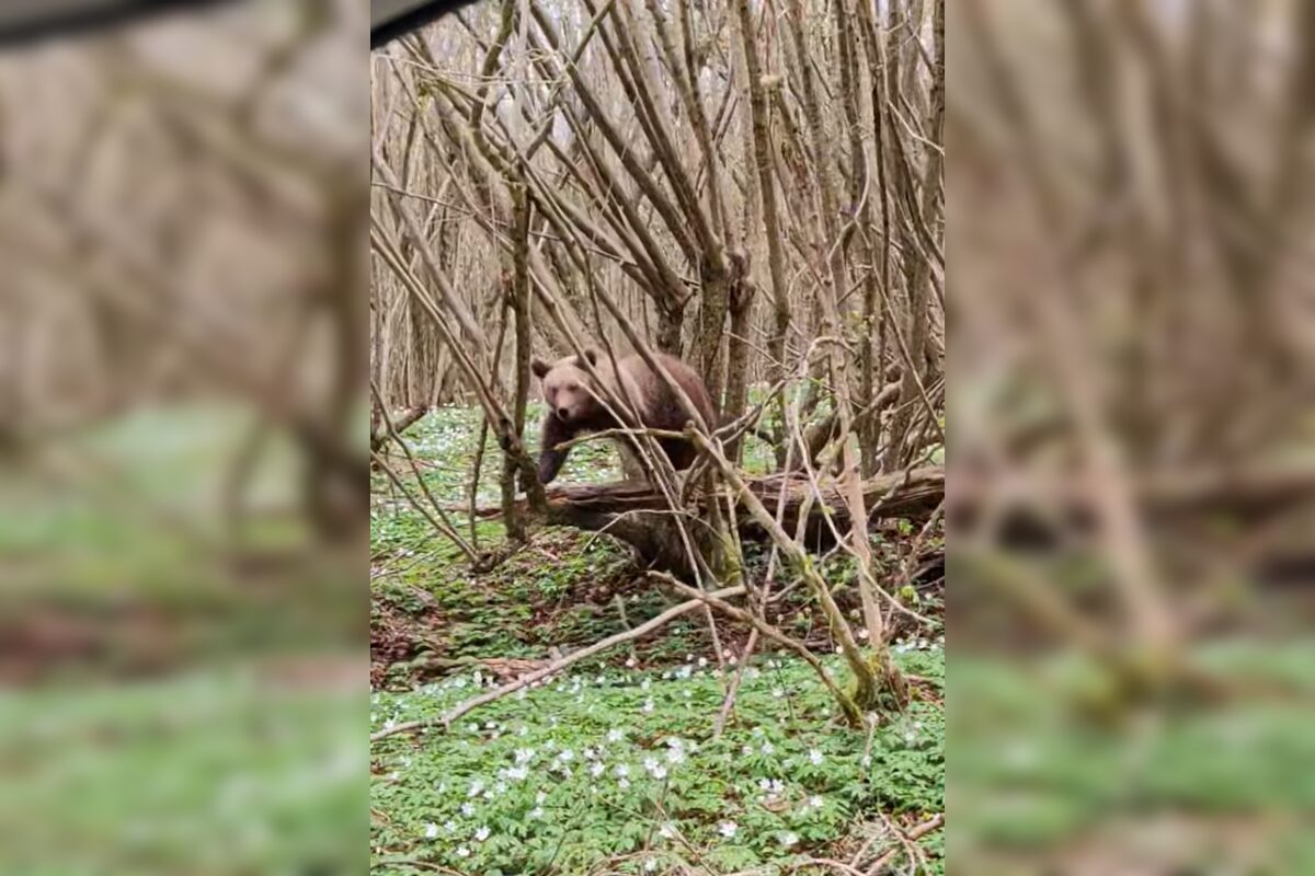 FOTO: Neďaleko Stakčína spozoroval vodič medveďa, pohyboval sa hneď vedľa cesty, foto 5