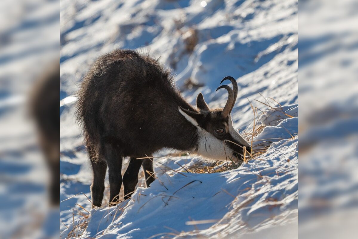 FOTO: V Tatrách končí skialpinistická sezóna, foto 4