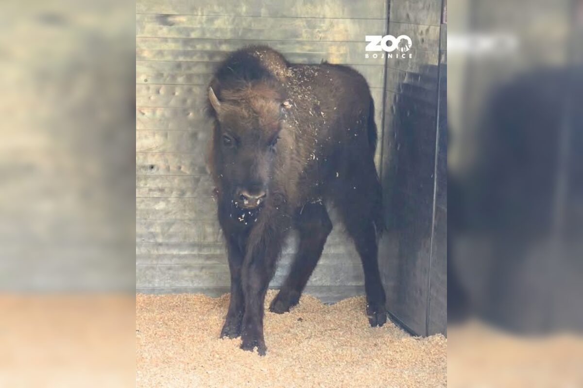 FOTO: Zubríča Mirka putovala od stáda kráv do ZOO v Bojniciach , foto 1