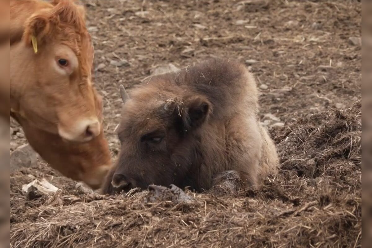 FOTO: Zubríča Mirka putovala od stáda kráv do ZOO v Bojniciach , foto 2