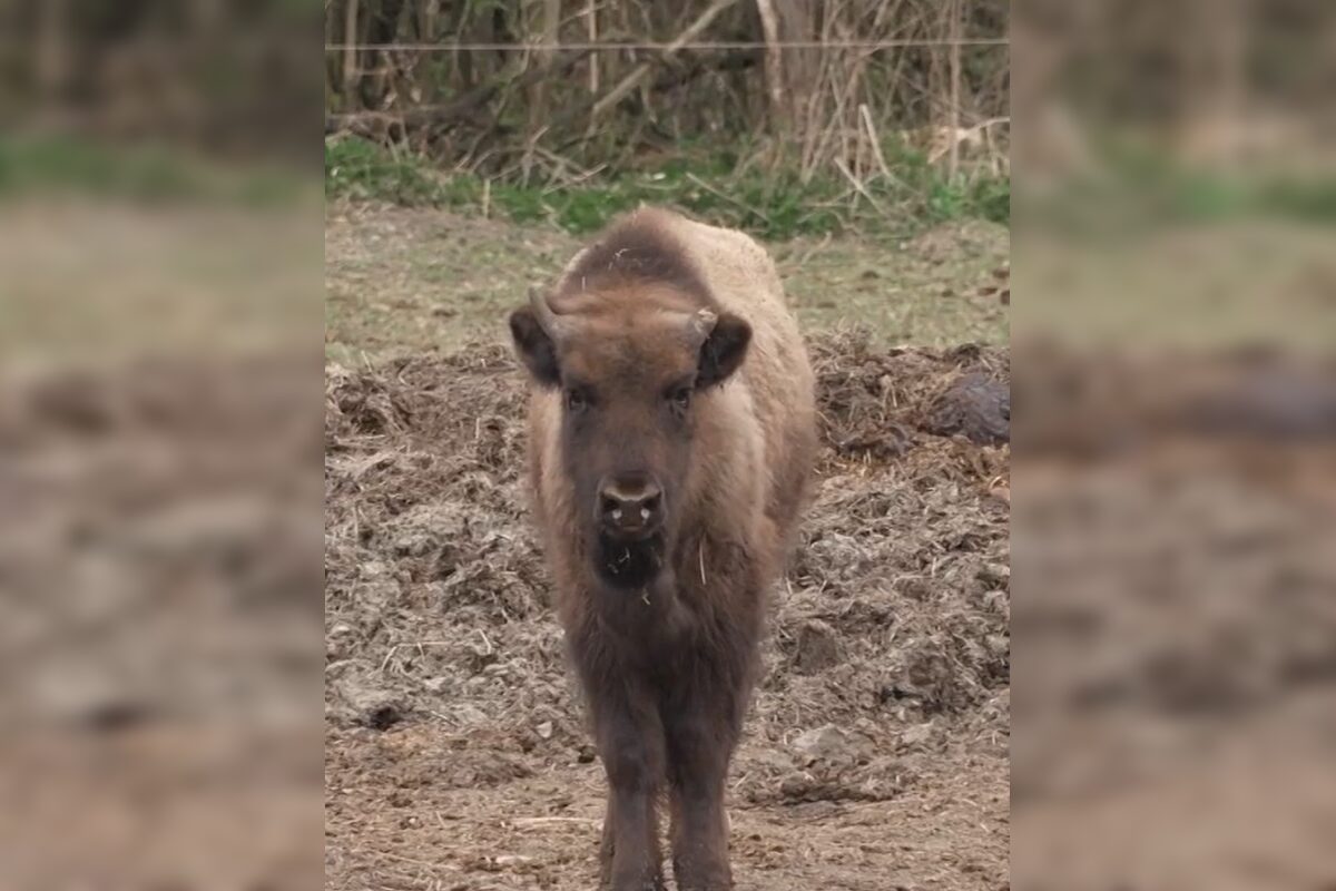 FOTO: Zubríča Mirka putovala od stáda kráv do ZOO v Bojniciach , foto 3