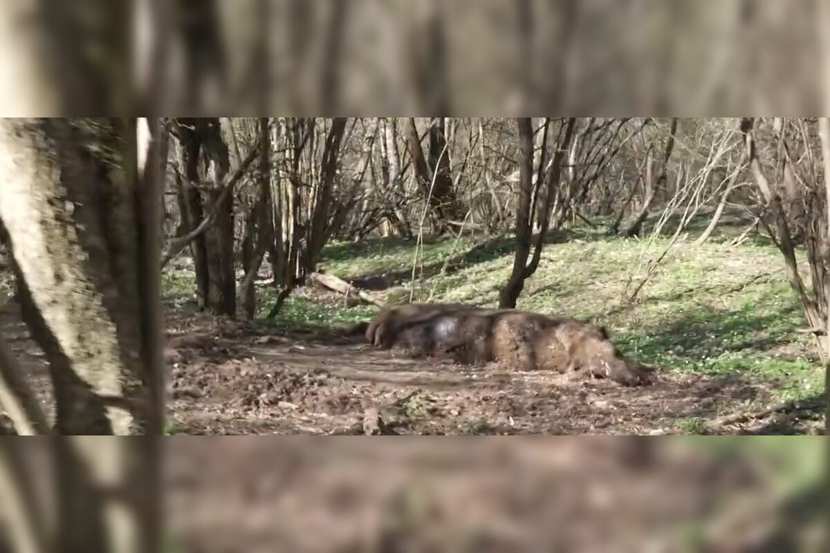 FOTO: Zubríča Mirka putovala od stáda kráv do ZOO v Bojniciach , foto 4