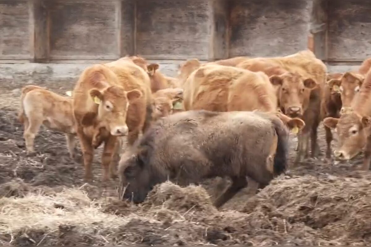 FOTO: Zubríča Mirka putovala od stáda kráv do ZOO v Bojniciach , foto 5