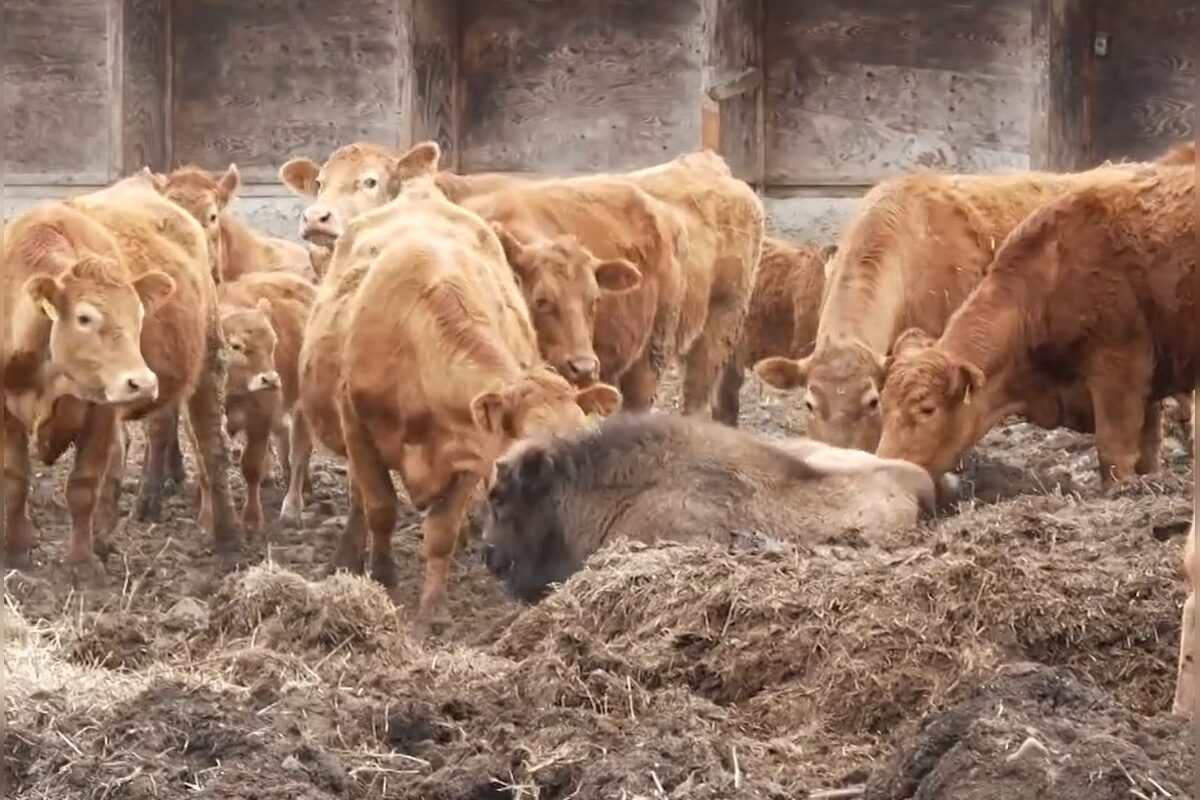 FOTO: Zubríča Mirka putovala od stáda kráv do ZOO v Bojniciach , foto 6