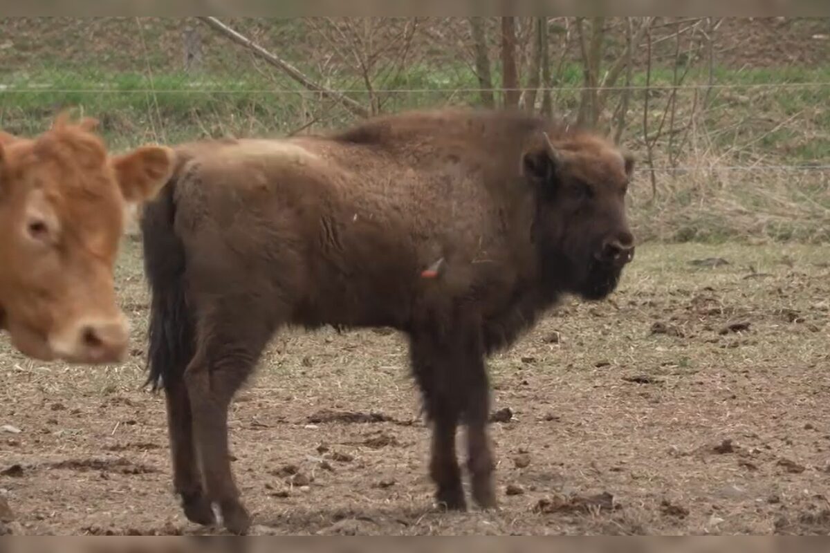FOTO: Zubríča Mirka putovala od stáda kráv do ZOO v Bojniciach , foto 7