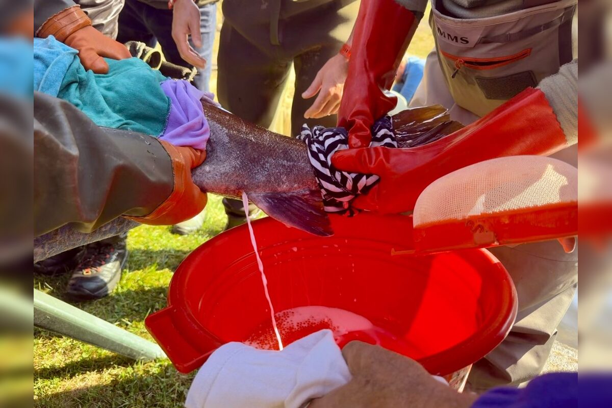 FOTO: Nová generácia kráľovnej riek je na svete, foto 1