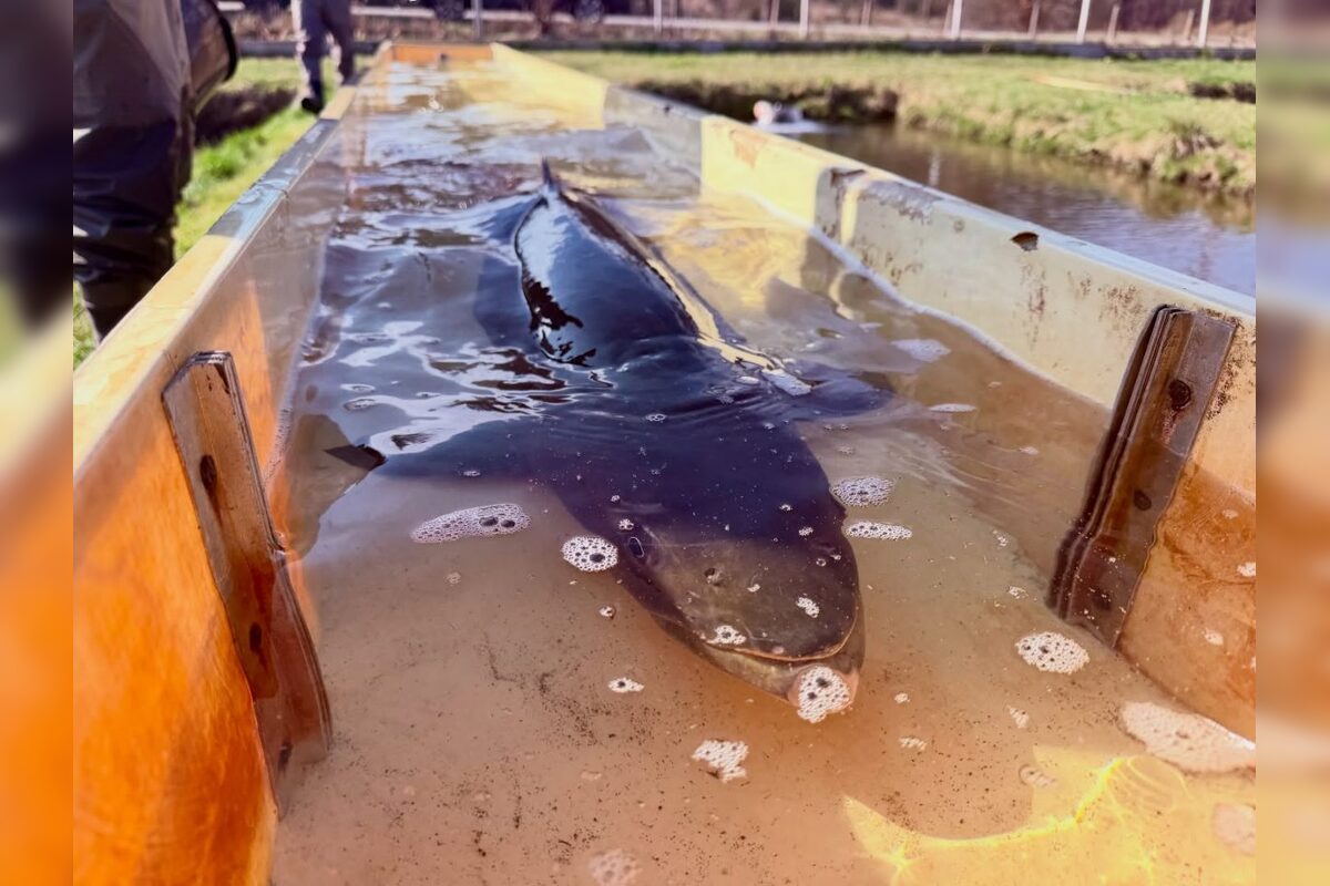 FOTO: Nová generácia kráľovnej riek je na svete, foto 2