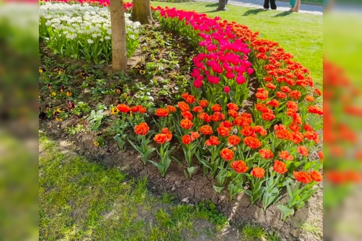 FOTO: Prešovčanom vyráža dych nádherná kvetinová výzdoba v Košiciach. Chceli by niečo podobné, foto 5