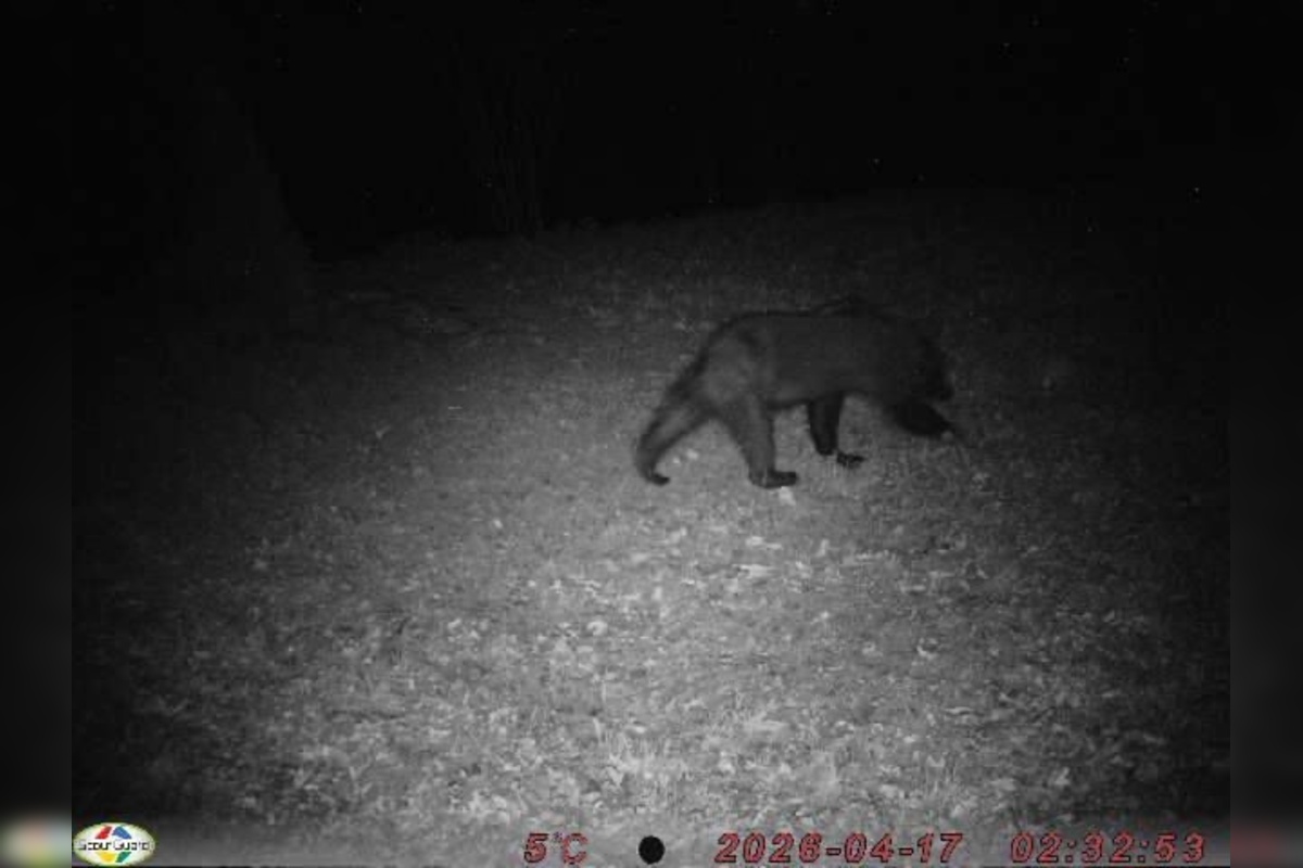 FOTO: Medveď hnedý zničil 12 úľov v extraviláne obce Topoľa, foto 1