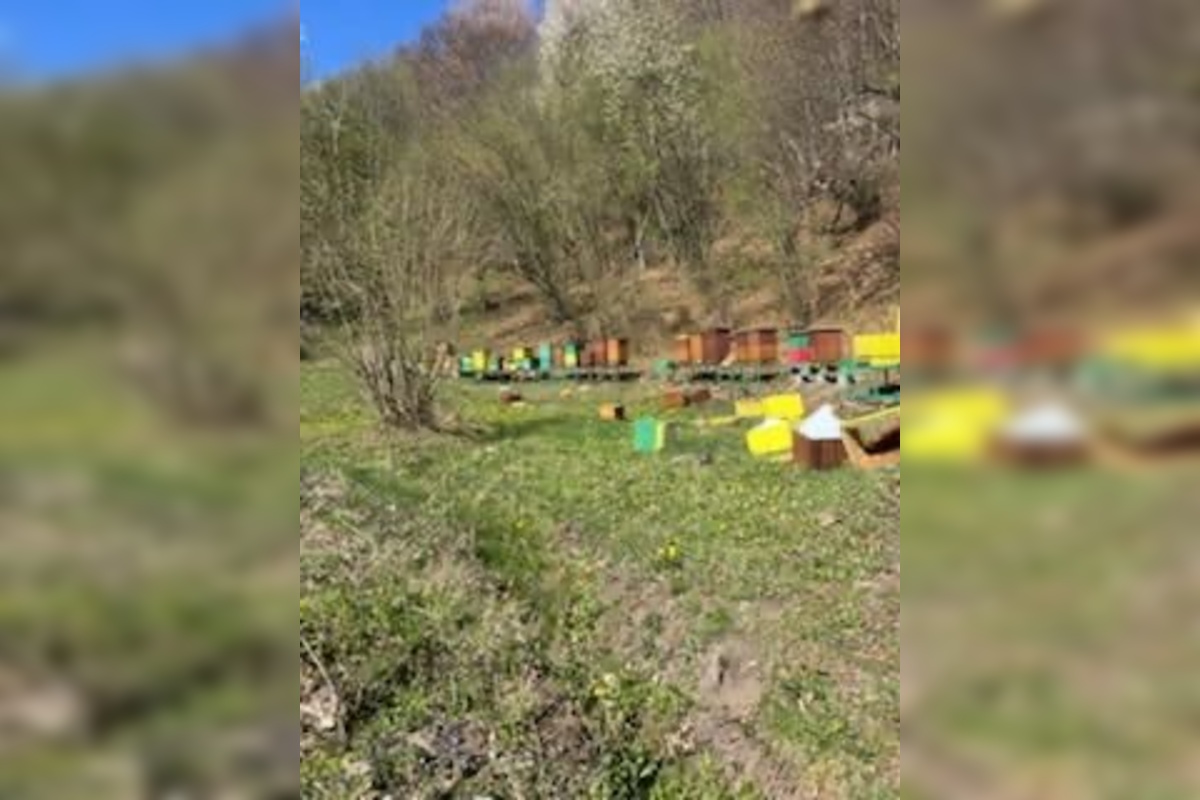 FOTO: Medveď hnedý zničil 12 úľov v extraviláne obce Topoľa, foto 2