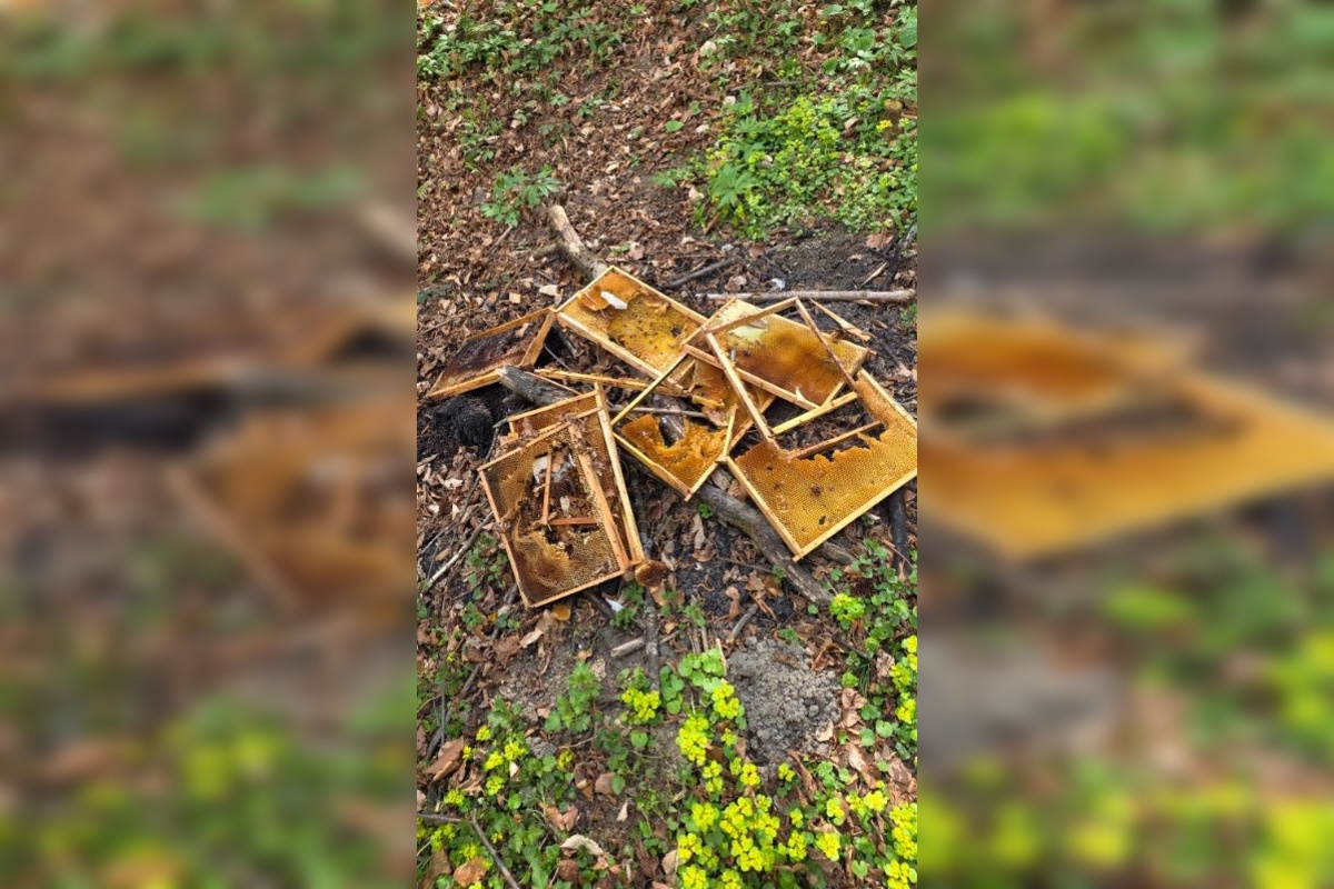 FOTO: Medveď hnedý zničil 12 úľov v extraviláne obce Topoľa, foto 3