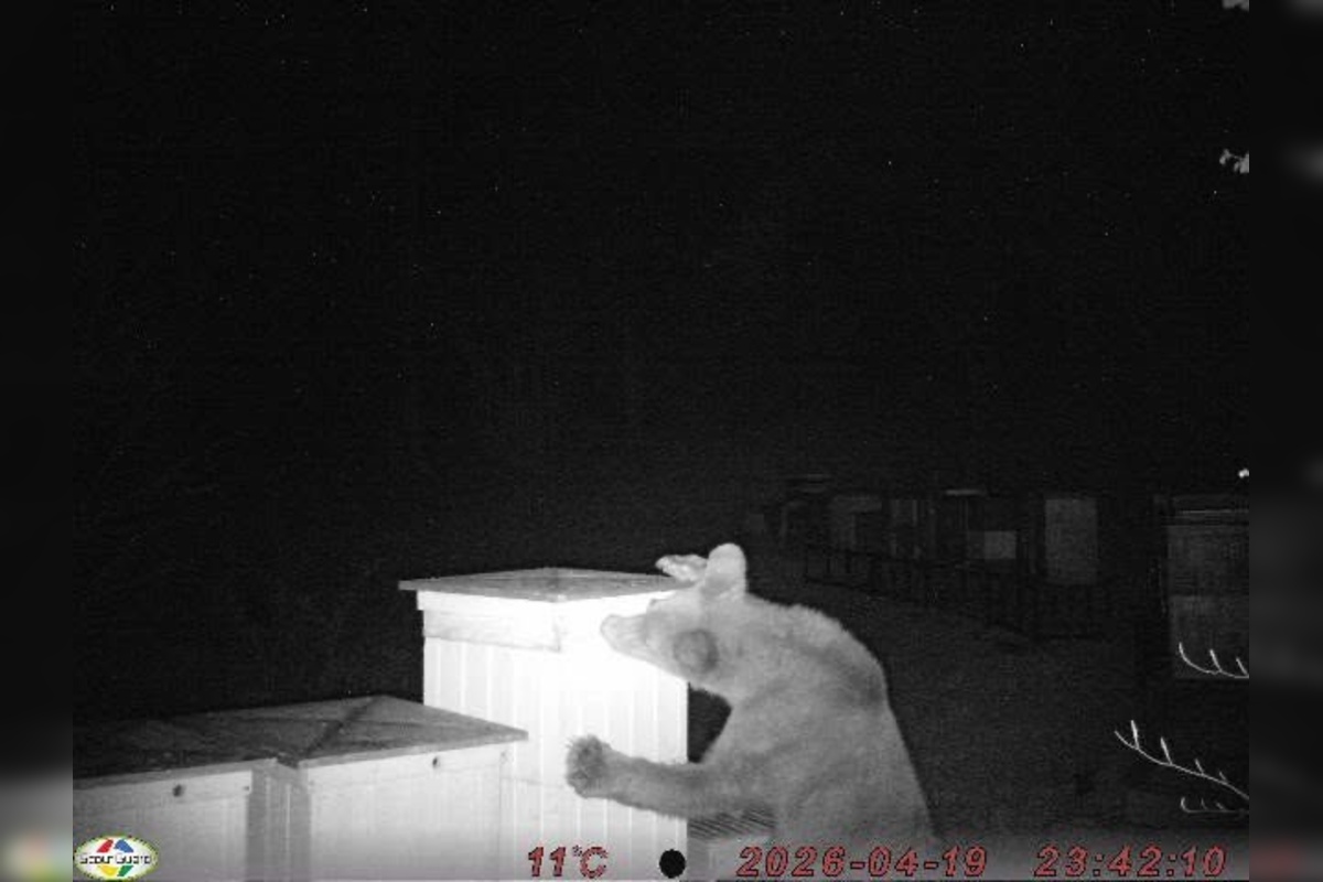 FOTO: Medveď hnedý zničil 12 úľov v extraviláne obce Topoľa, foto 4