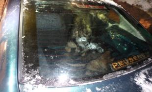 Ukradnutých 7 psov v Doľanoch