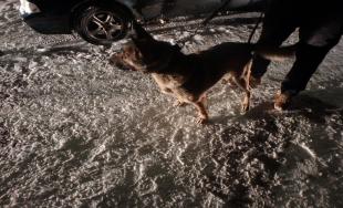 Ukradnutých 7 psov v Doľanoch