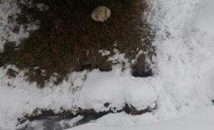 Premrznutý psík v Novej Ľubovni