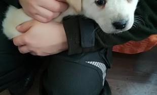 Premrznutý psík v Novej Ľubovni