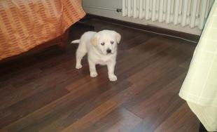 Premrznutý psík v Novej Ľubovni