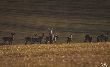 FOTO: Mláďatá v prírode 