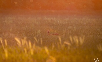 FOTO: Mláďatá v prírode 