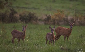 FOTO: Mláďatá v prírode 