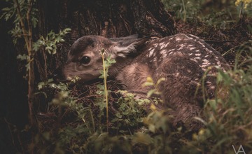 FOTO: Mláďatá v prírode 