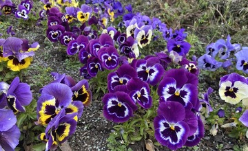 FOTO: V Prešove rozkvitli nádherné farebné kvety