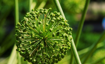 FOTO: V Poprade prebieha výsadba letničiek