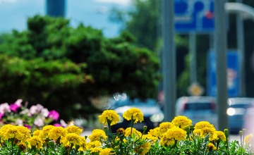 FOTO: V Poprade prebieha výsadba letničiek