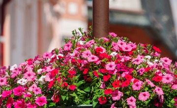 FOTO: V Poprade prebieha výsadba letničiek