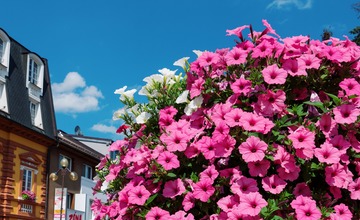 FOTO: V Poprade prebieha výsadba letničiek