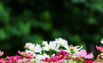 FOTO: V Poprade prebieha výsadba letničiek