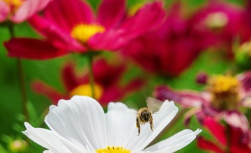 FOTO: V Poprade prebieha výsadba letničiek